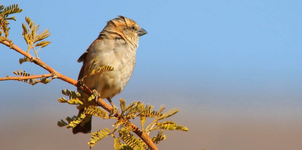 Белогорлый канареечный вьюрок (Crithagra albogularis)