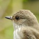 Серая мухоловка — Muscicapa striata