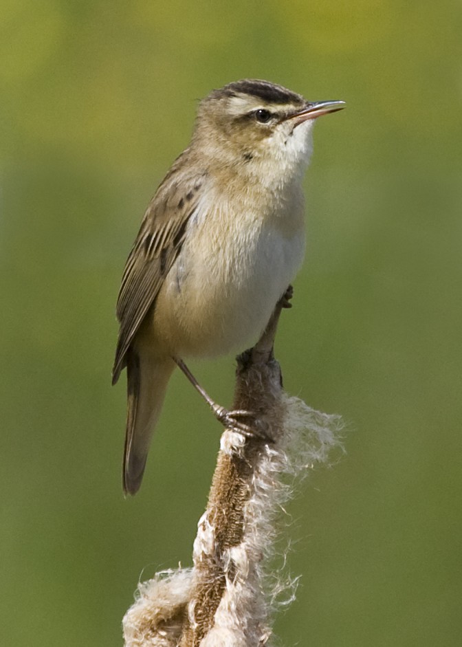 Камышовка-барсучок — Acrocephalus schoenobaenus