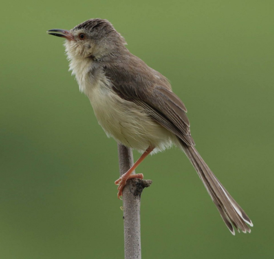 Индийская камышовка — Acrocephalus agricola