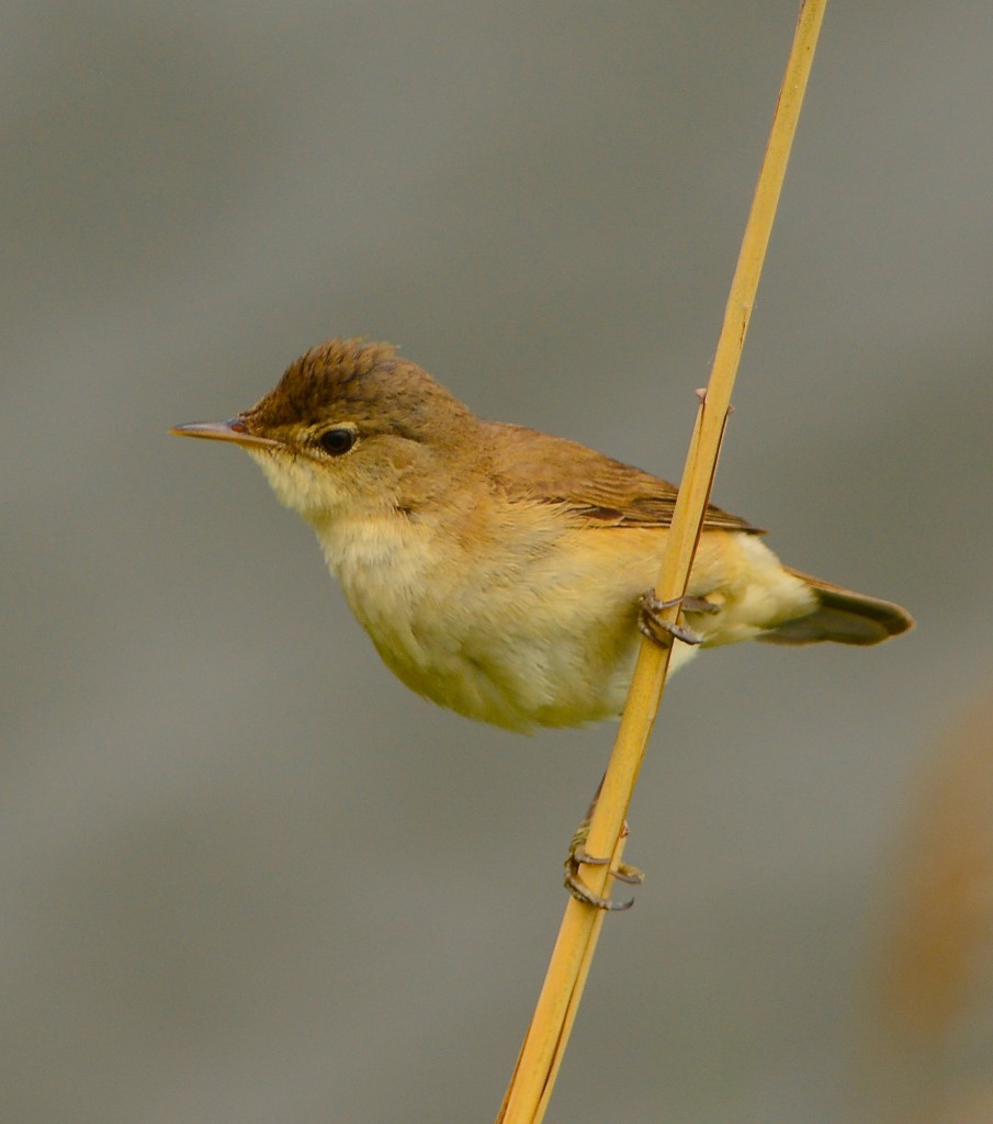 Тростниковая камышовка — Acrocephalus scirpaceus