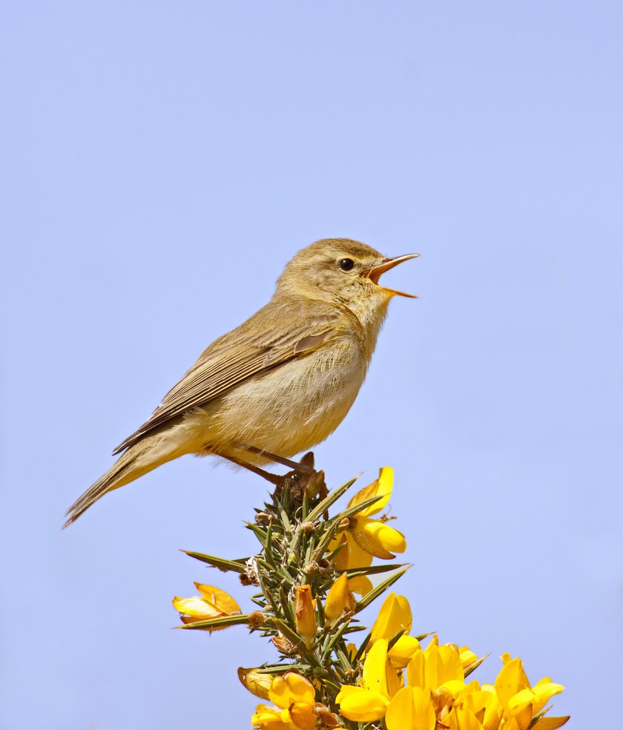 Пеночка-весничка — Phylloscopus trochilus