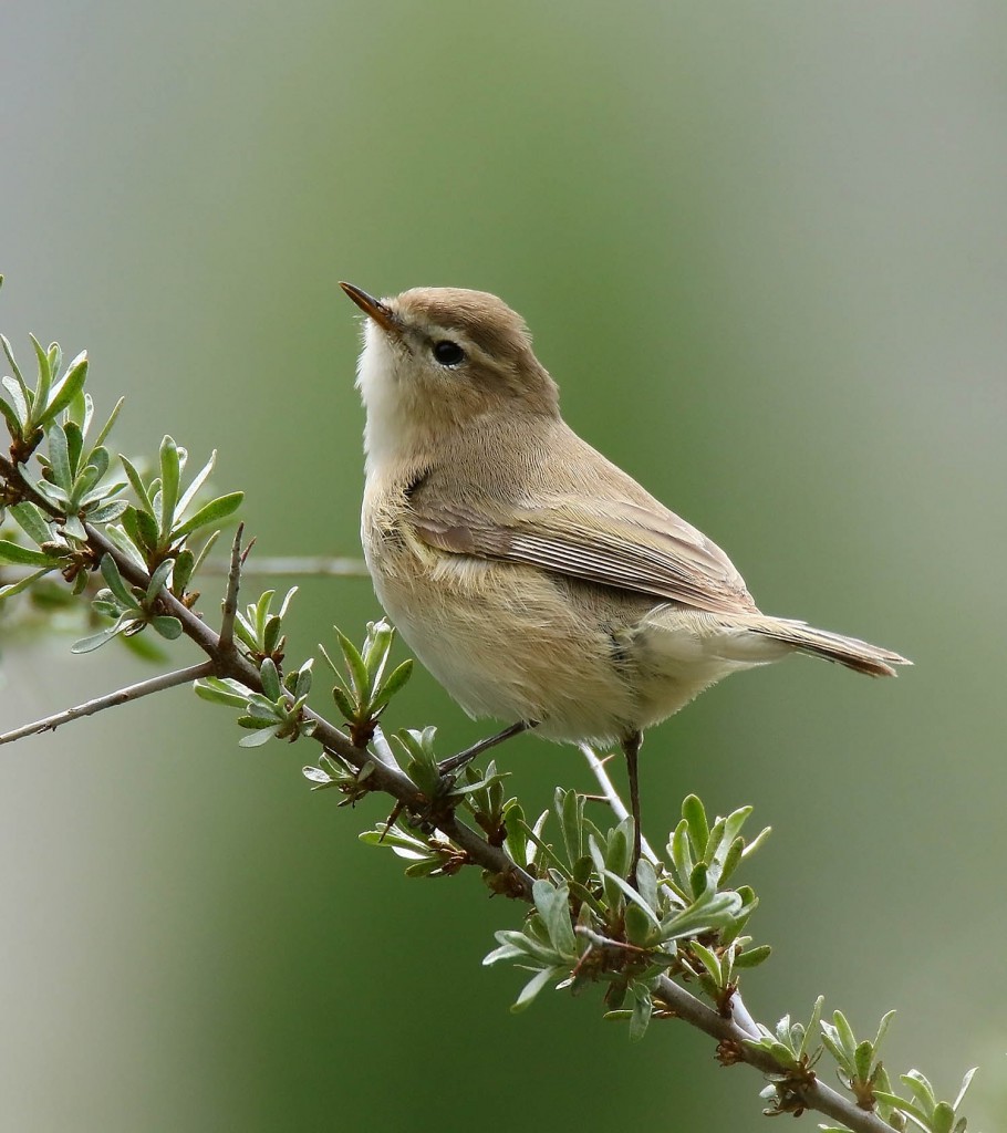 Пеночка-теньковка — Phylloscopus collybita