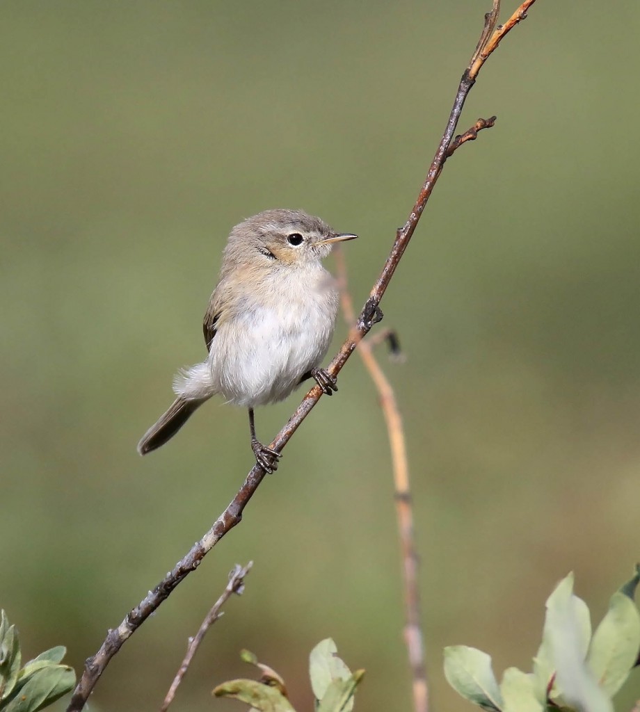 Горная теньковка — Phylloscopus sindianus