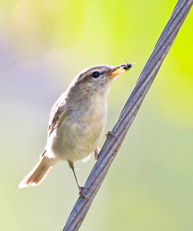 Зелёная пеночка — Phylloscopus trochiloides