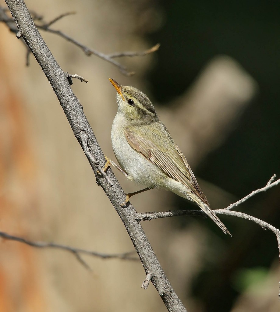 Зеленокрылая пеночка — Phylloscopus occipitalis