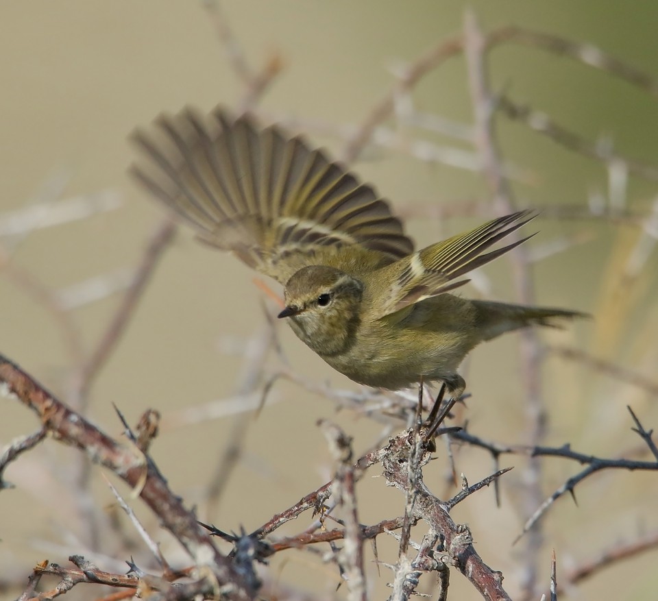 Тусклая пеночка — Phylloscopus humei