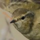 Тусклая пеночка — Phylloscopus humei