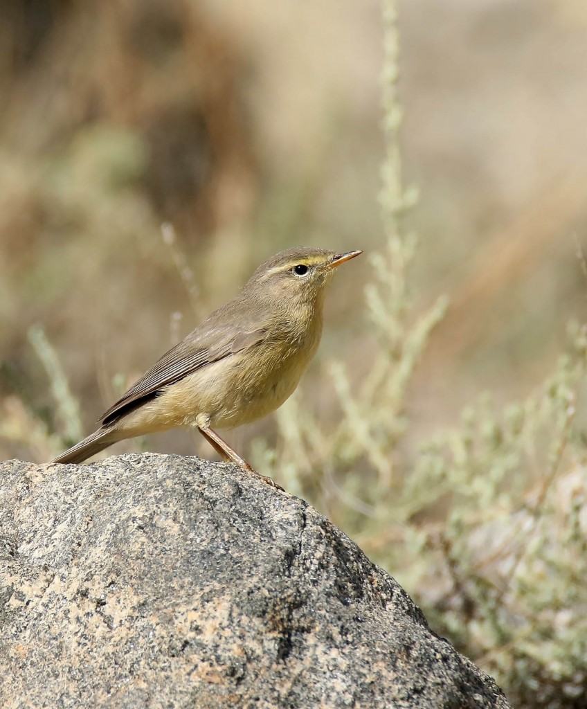 Индийская пеночка — Phylloscopus griseolus