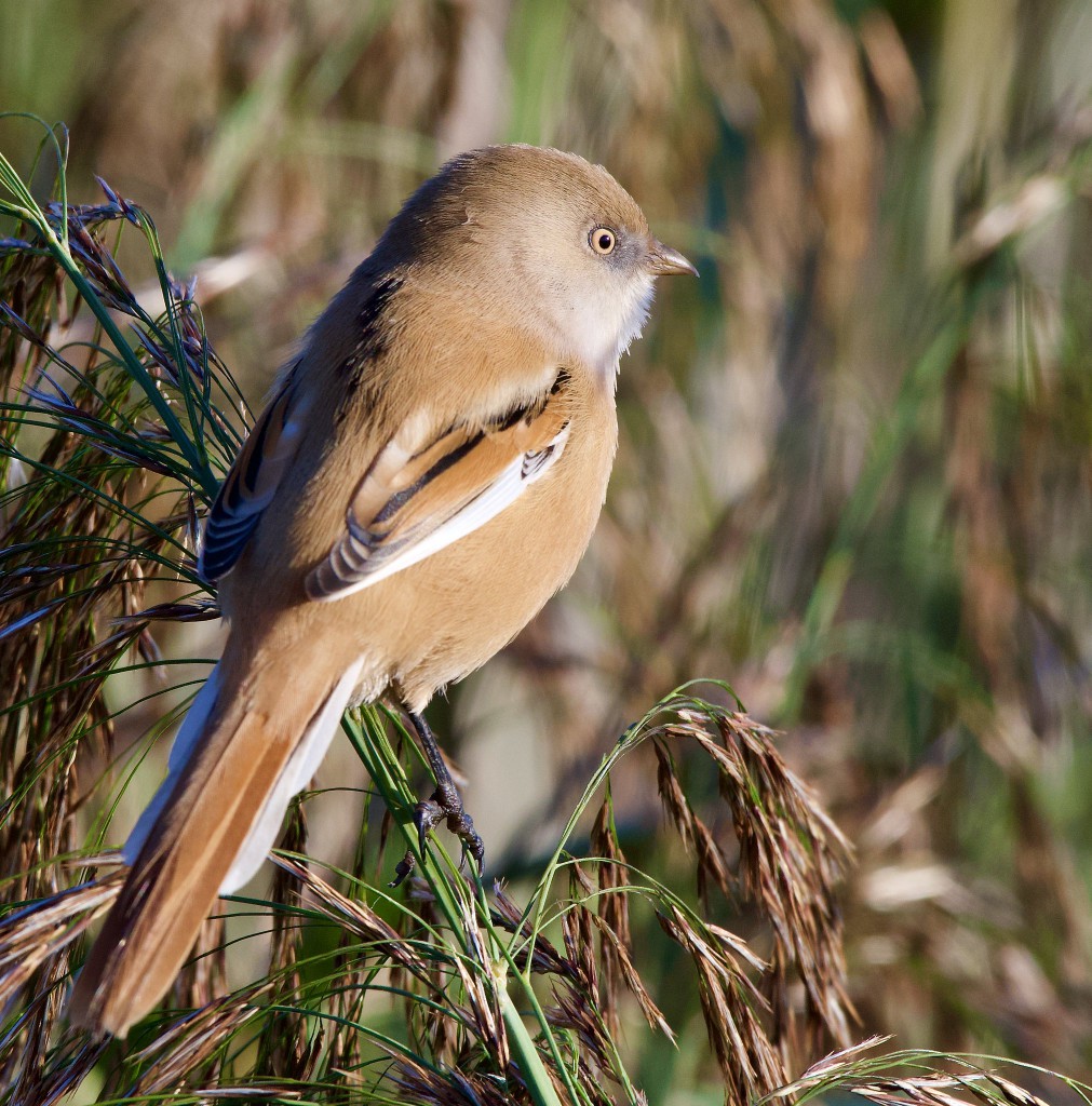 Усатая синица — Panurus biarmicus