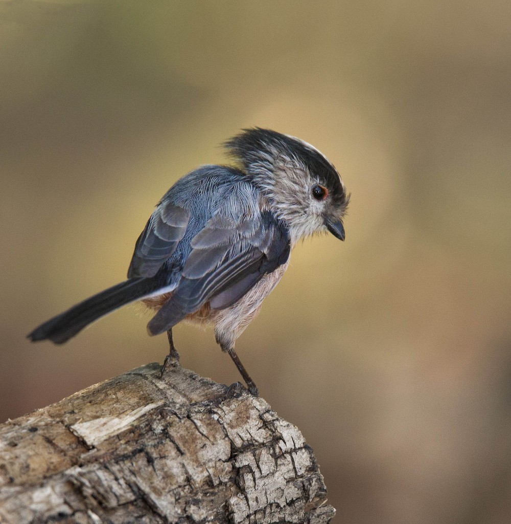 Ополовник — Aegithalos caudatus