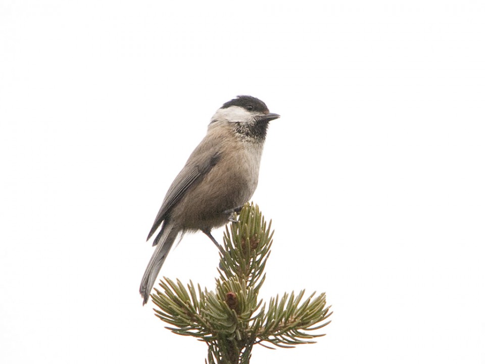 Джунгарская гаичка — Parus songarus