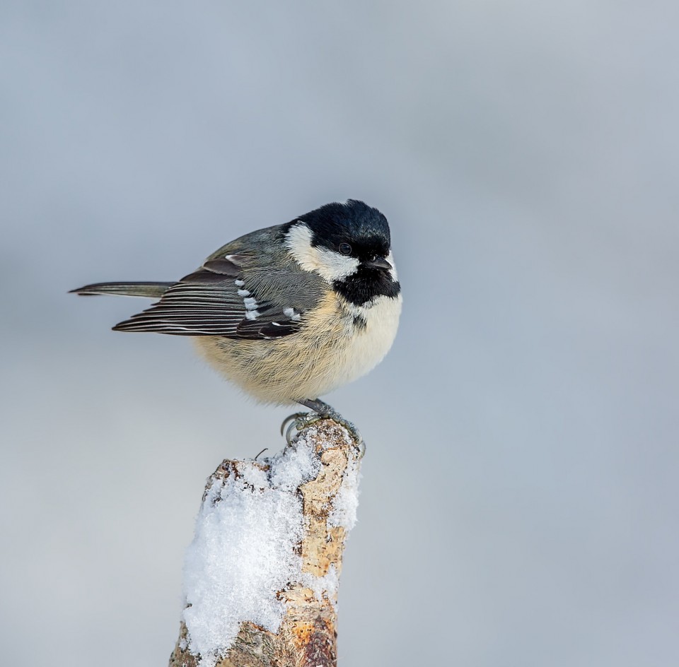 Московка — Parus ater