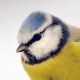 Лазоревка — Parus caeruleus