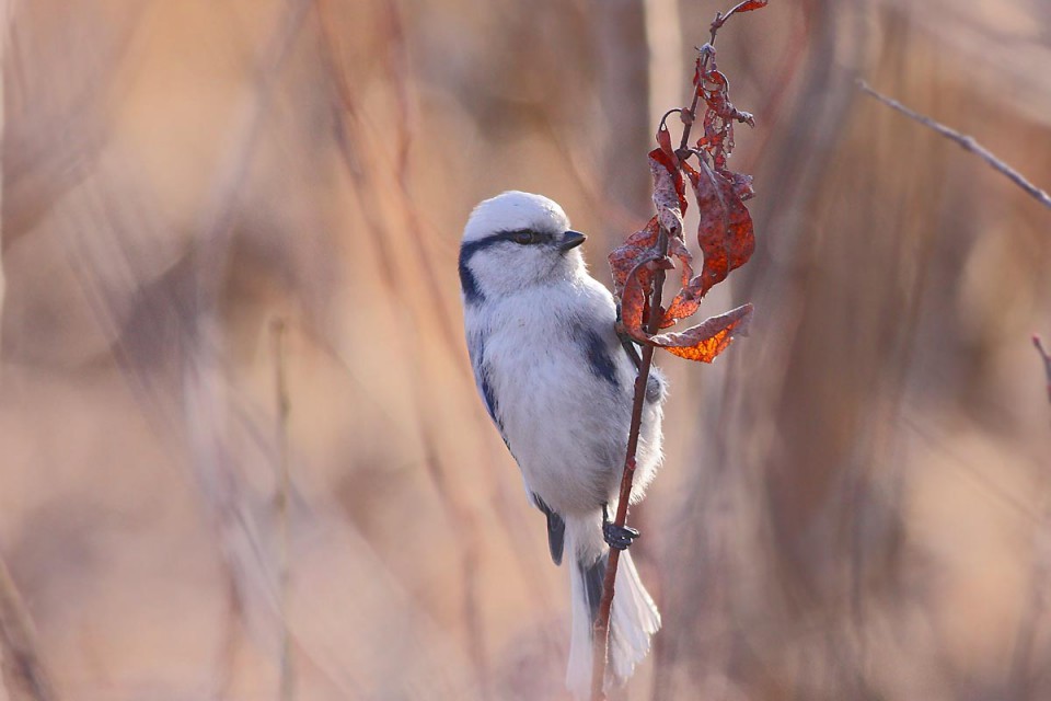 Князёк — Parus cyanus