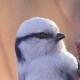 Князёк — Parus cyanus