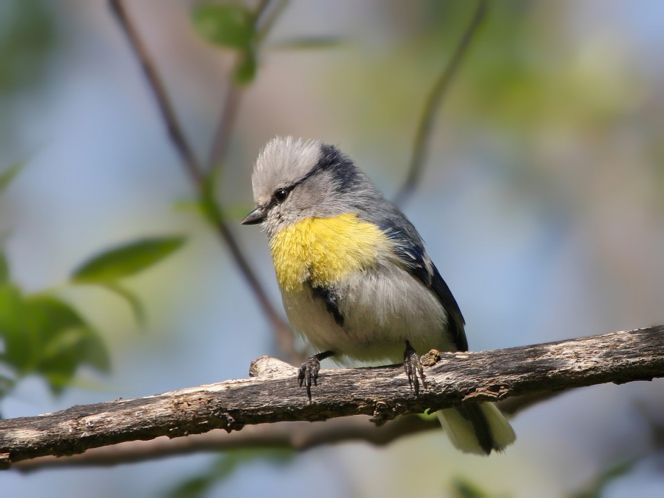 Желтогрудый князёк — Parus flavipectus