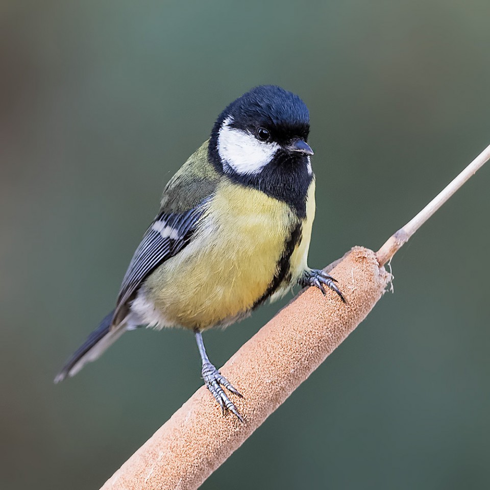 Большая синица — Parus major