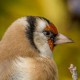 Лимонный, или жёлтый вьюрок (Carduelis citrinella)