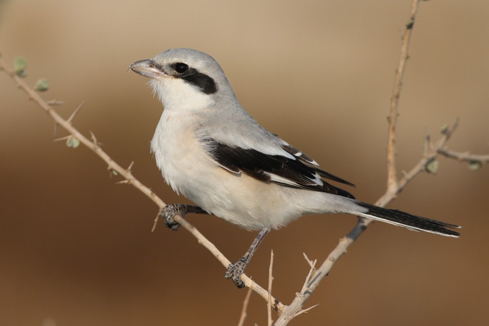 Пустынный сорокопут — Lanius (meridionalis) pallidirostris