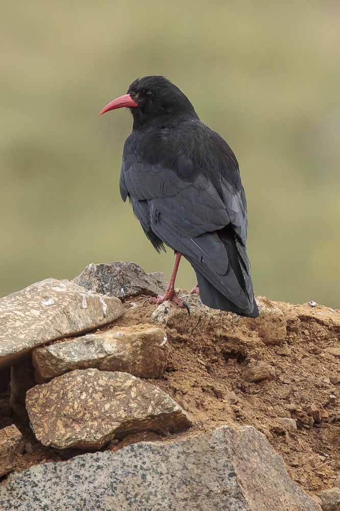Клушица — Pyrrhocorax pyrrhocorax