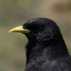 Альпийская галка — Pyrrhocorax graculus