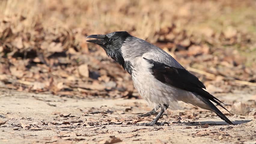 Серая ворона — Corvus (corone) cornix