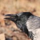 Серая ворона — Corvus (corone) cornix