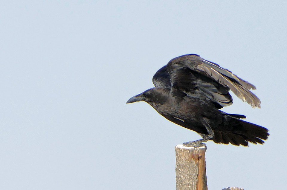 Пустынный ворон — Corvus ruficollis