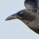 Пустынный ворон — Corvus ruficollis