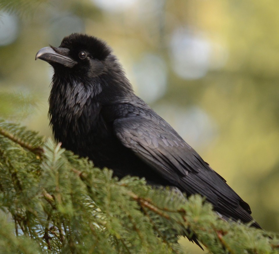 Ворон — Corvus corax