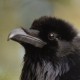 Ворон — Corvus corax