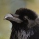 Ворон — Corvus corax