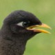 Майна — Acridotheres tristis