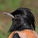 Розовый скворец — Sturnus roseus