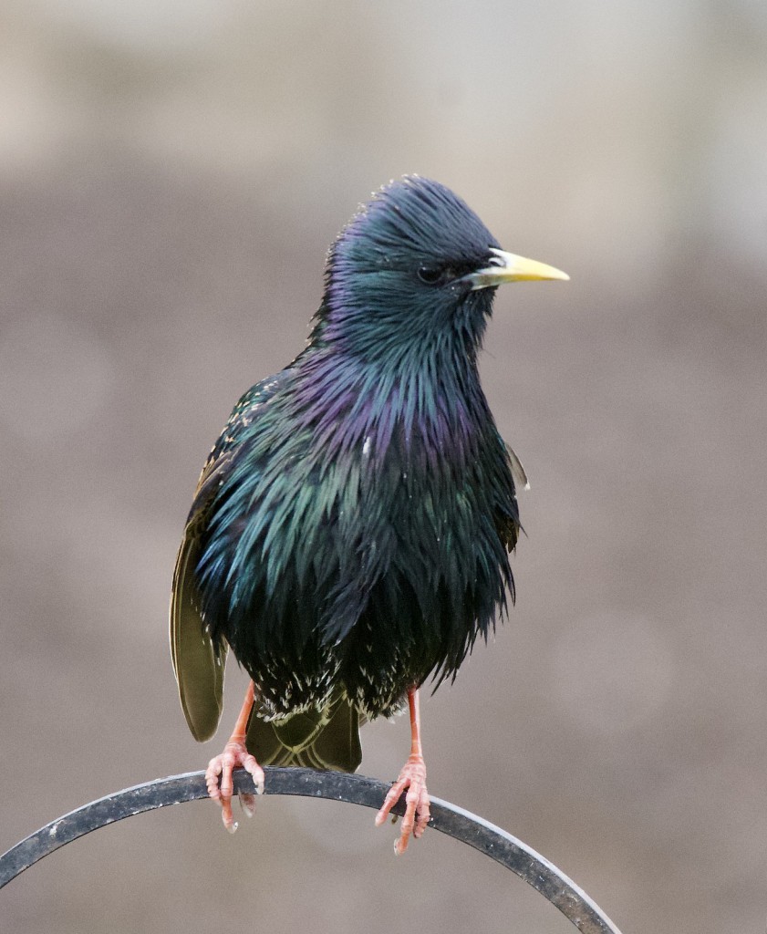 Скворец — Sturnus vulgaris