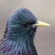 Скворец — Sturnus vulgaris
