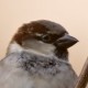 Домовый воробей — Passer domesticus