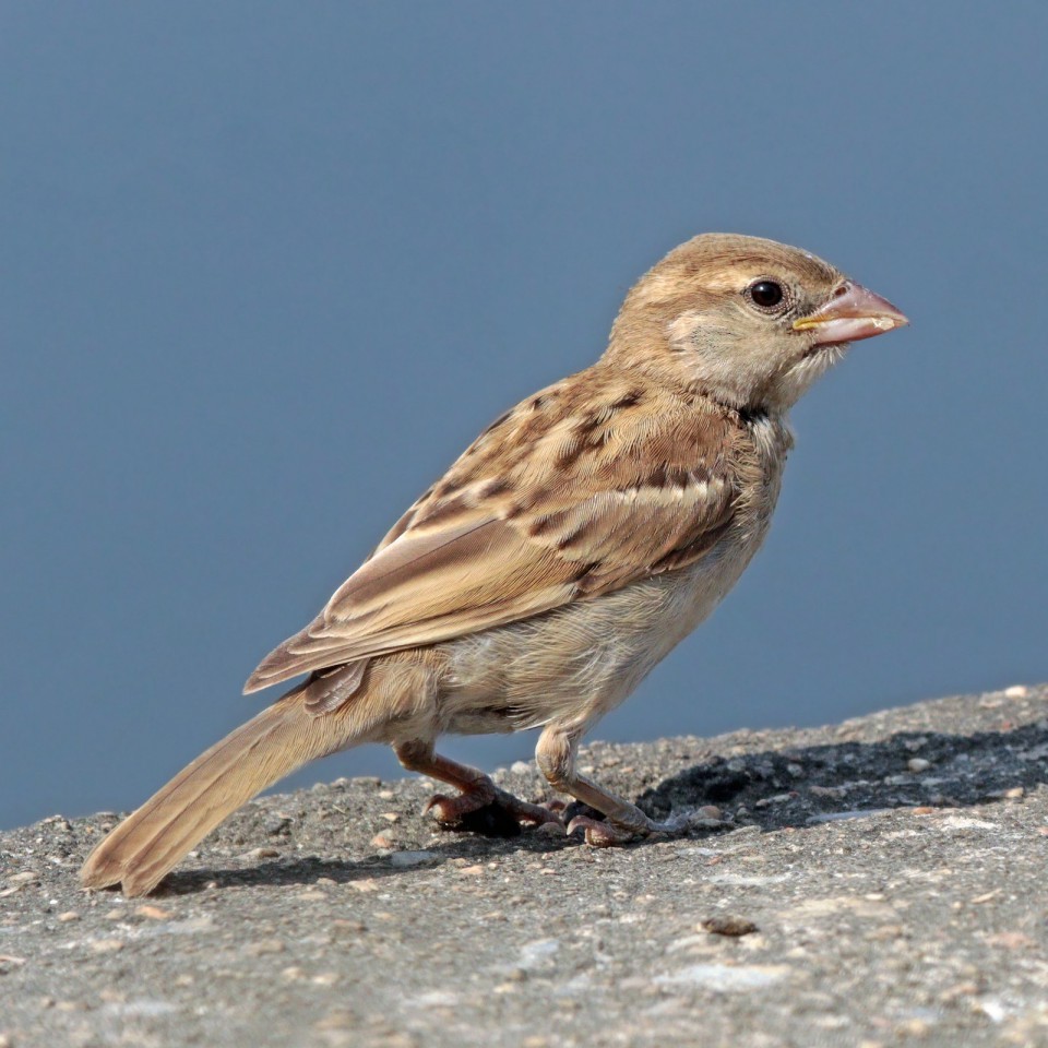 Индийский воробей — Passer indicus