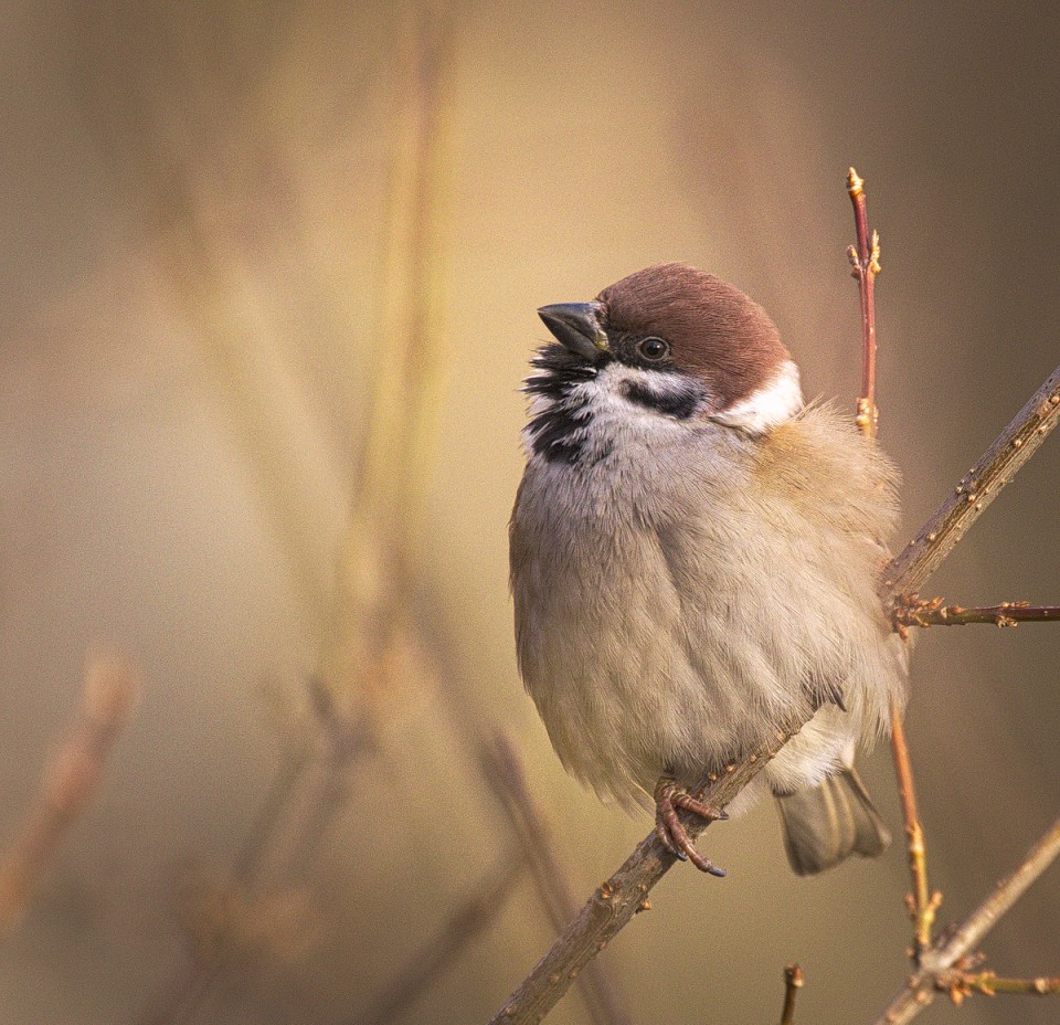 Полевой воробей — Passer montanus