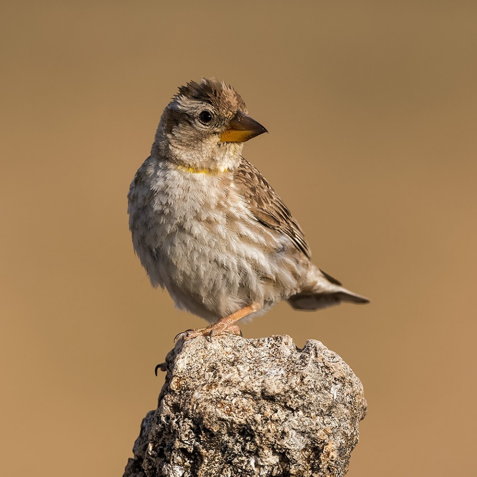 Каменный воробей — Petronia petronia