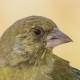 Зеленушка — Chloris chloris