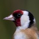 Щегол — Carduelis carduelis