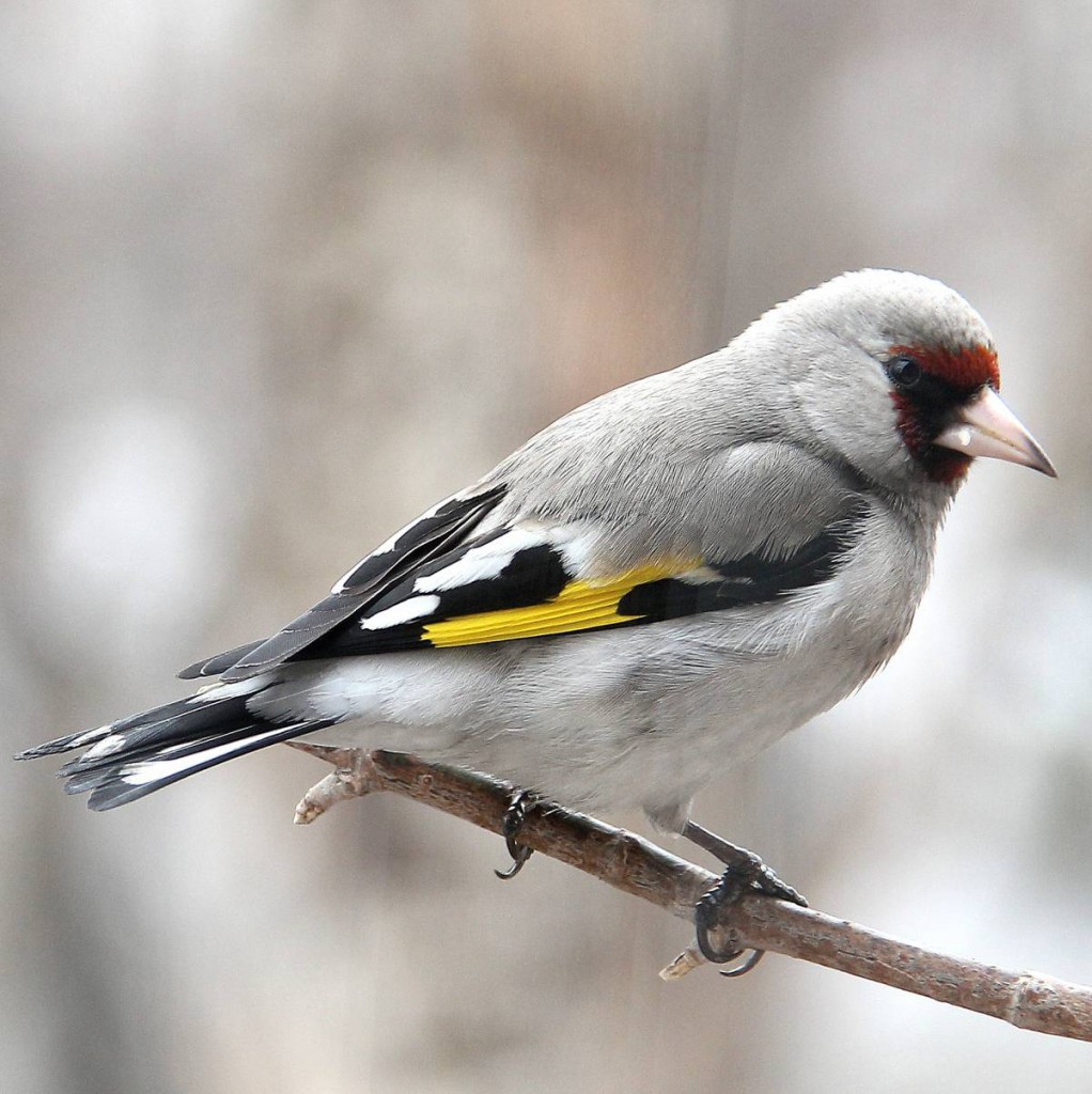 Седоголовый щегол — Carduelis caniceps