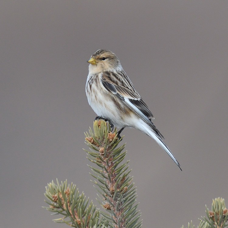 Горная коноплянка — Acanthis flavirostris