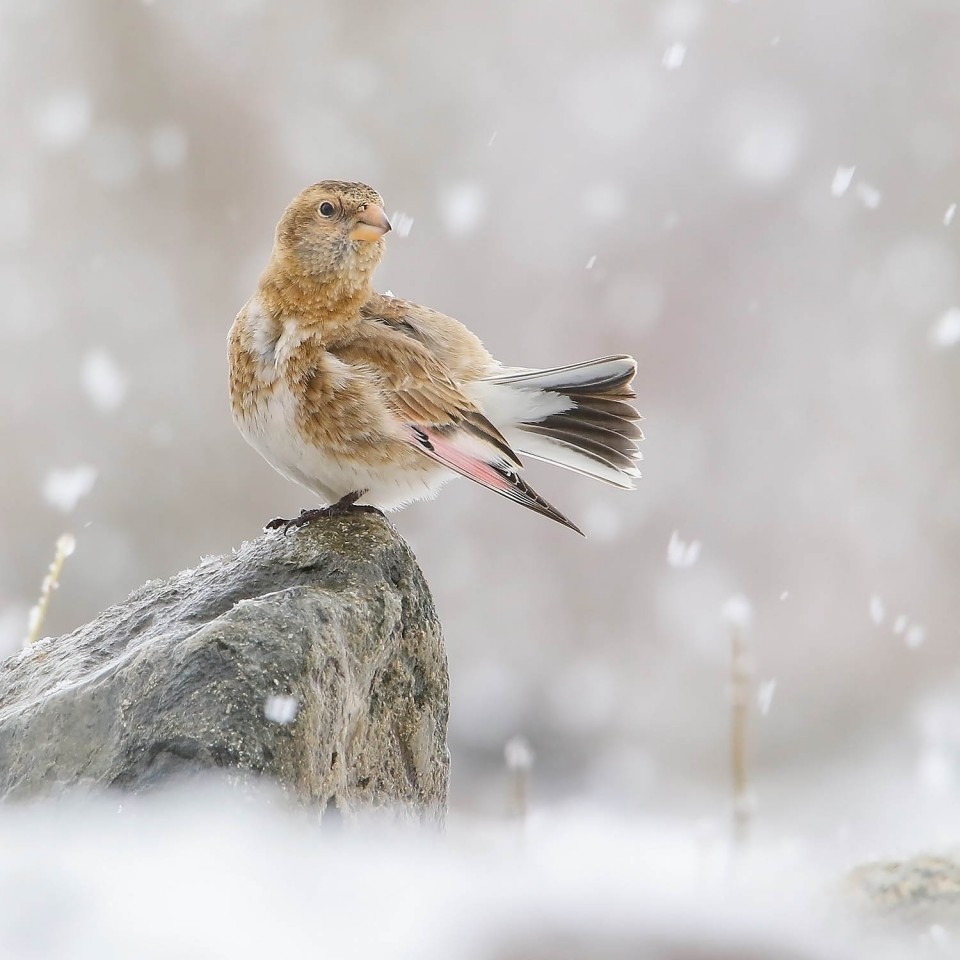 Краснокрылый чечевичник — Rhodopechys sanguineus