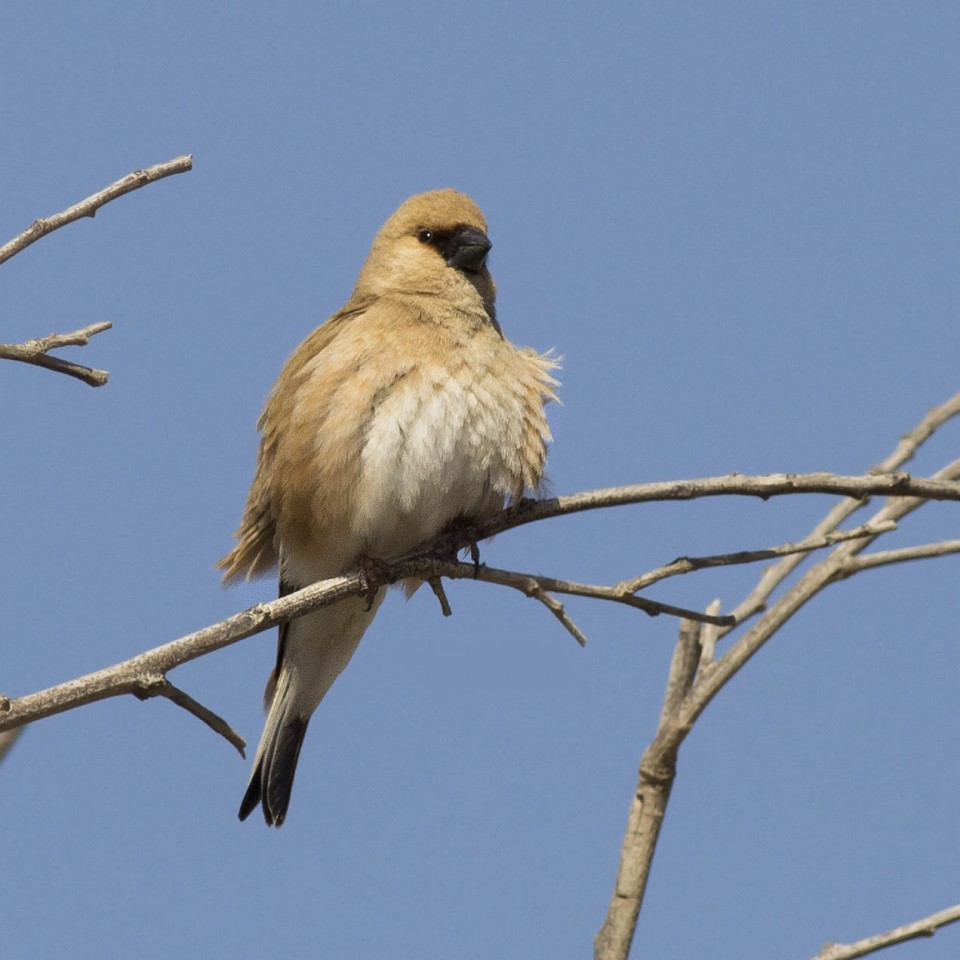 Буланый вьюрок — Rhodospiza obsoleta