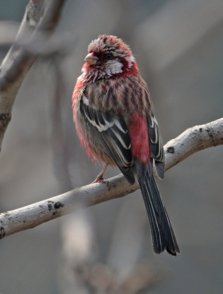 Урагус — Uragus sibiricus