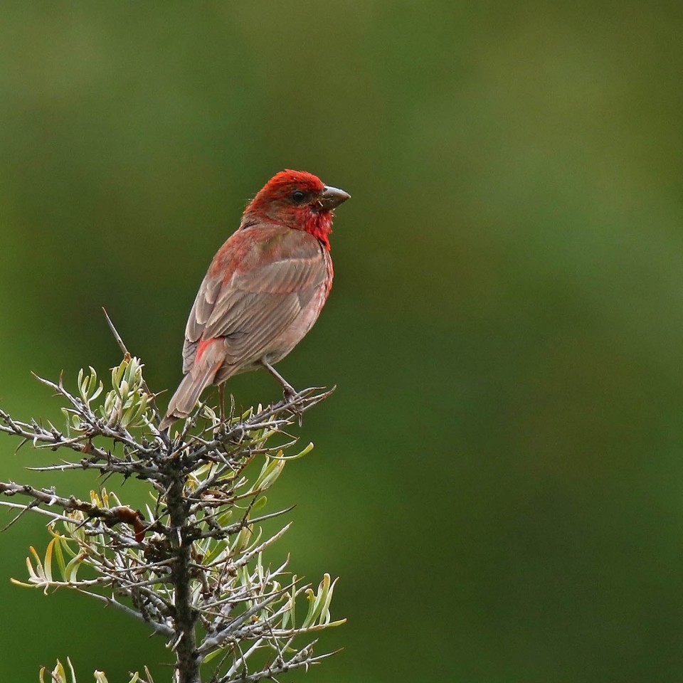 Чечевица — Carpodacus erythrinus