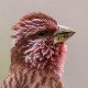 Арчовая чечевица — Carpodacus rhodochlamys